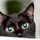 Illustration for article titled Stormy the cat, resident of Alaskan general store for 6 years, evicted by food-safety officials